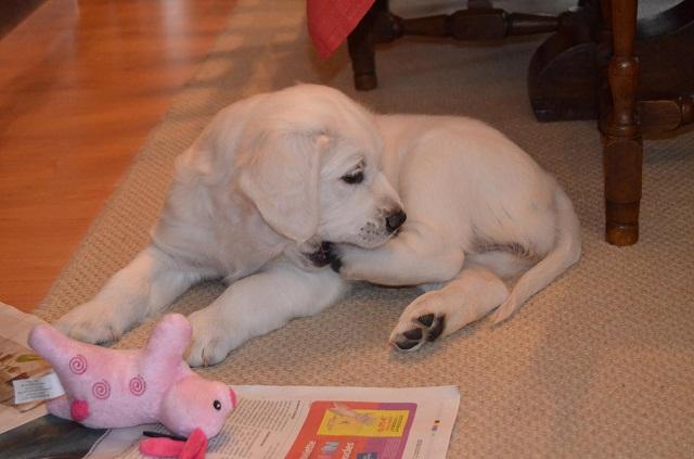 gal/Progeny/litter_Gilda-Silver_2013/Marpha_eating_little_big_foot.jpg