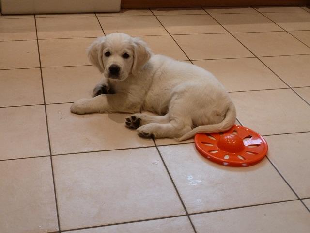 gal/Progeny/litter_Gilda-Silver_2013/Marpha_septembre_2013.jpg
