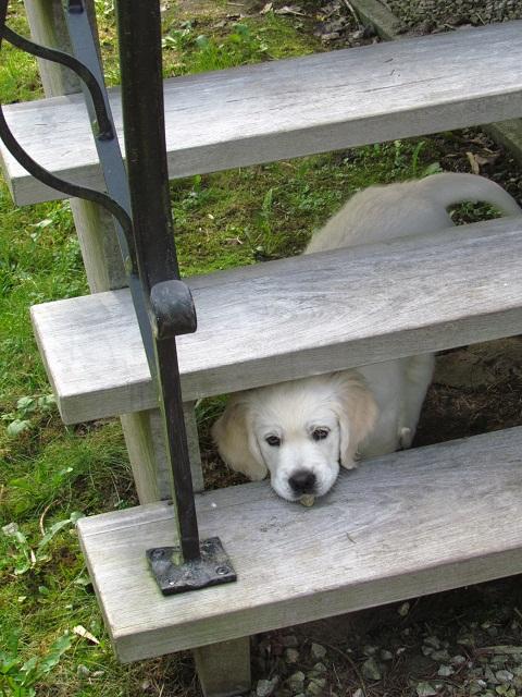 gal/Progeny/litter_Gilda-Silver_2013/Maylee____coucou___.jpg