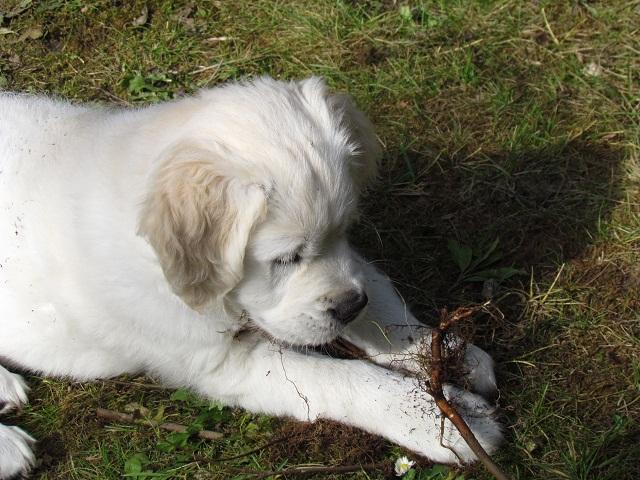 gal/Progeny/litter_Gilda-Silver_2013/Maylee_at_work_2.jpg