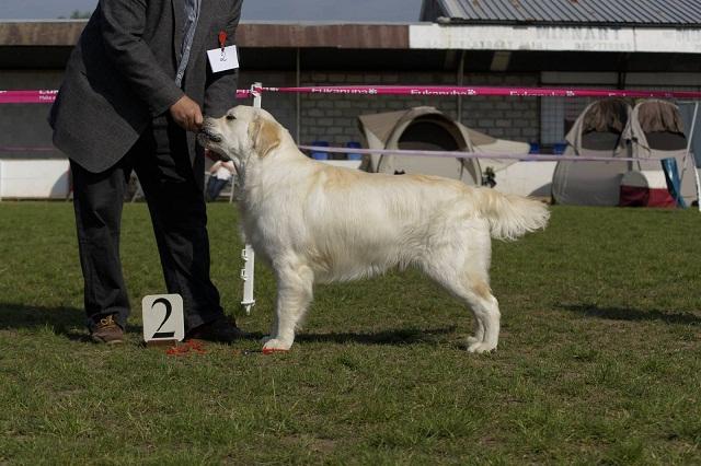 gal/Progeny/litter_Gilda-Silver_2013/Whistlestar__s_Magnum_BRC_4-5-14.jpg