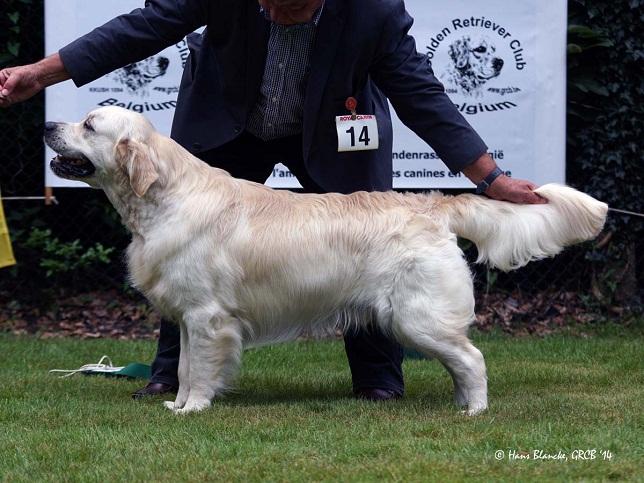 gal/Progeny/litter_Gilda-Silver_2013/Whistlestar__s_Magnum_Clubmatch_grcb_10-8-14.jpg