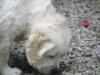 gal/Progeny/litter_Gilda-Silver_2013/_thb_Maylee.jpg