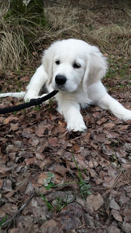 gal/Progeny/litter_Luciole-Jackson_2015/Thor_12-20-15.jpg