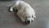 gal/Progeny/litter_Luciole-Jackson_2015/_thb_O-Thor_05-12-15.jpg