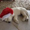 gal/Progeny/litter_Luciole-Jackson_2015/_thb_Ossy_christmas_2015_-_01.jpg
