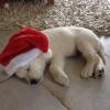 gal/Progeny/litter_Luciole-Jackson_2015/_thb_Ossy_christmas_2015_-_01.jpg