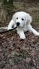 gal/Progeny/litter_Luciole-Jackson_2015/_thb_Thor_12-20-15.jpg