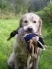 gal/W_of_WHISTLE-WORK/_thb_Ad_Hoc_chasse_canard1_aout_2006.jpg