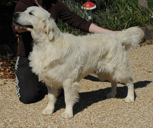 gal/_Stud_dogs_from_our_litters/silver_au_soleil_1.jpg