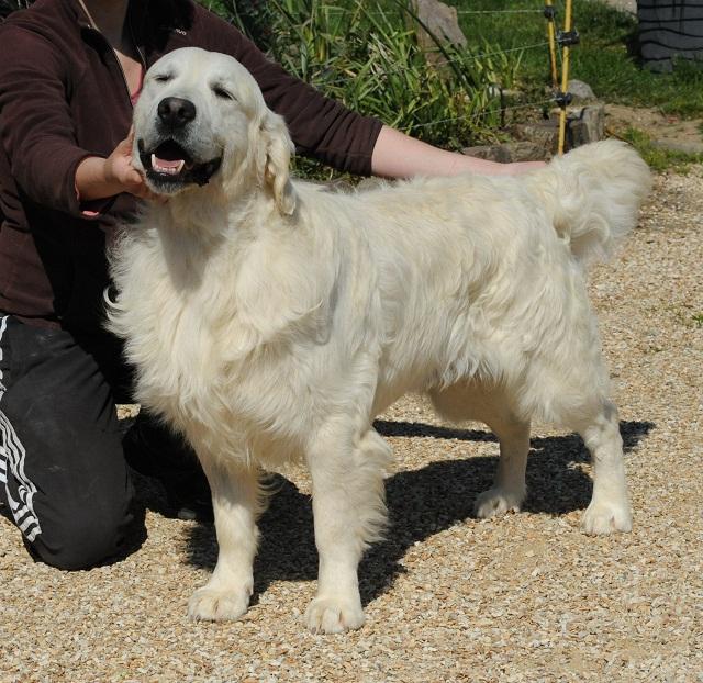gal/_Stud_dogs_from_our_litters/silver_statique_1.jpg