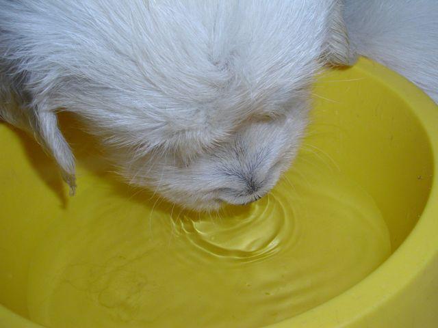 gal/Litters/Past_litters/Ioyoo_-_Ad_Hoc_19-3-12_-_2_boys_-_7_girls/26-4-1.jpg