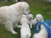 gal/Litters/Past_litters/Ioyoo_-_Ad_Hoc_19-3-12_-_2_boys_-_7_girls/_thb_27-4-7.jpg