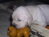 gal/Litters/Past_litters/Ioyoo_-_Ad_Hoc_19-3-12_-_2_boys_-_7_girls/_thb_9-4-1.jpg